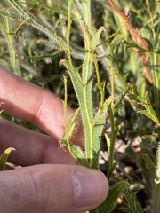 Acacia alata