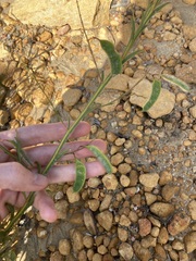 Acacia alata