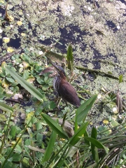 Butorides virescens image