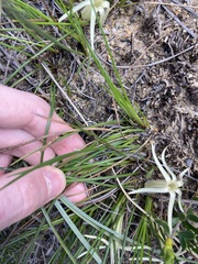 Conostylis androstemma