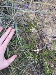 Conostylis androstemma