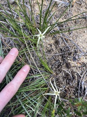 Conostylis androstemma