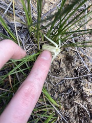 Conostylis androstemma