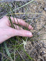 Conostylis androstemma