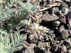 Astragalus cottonii