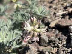 Astragalus cottonii