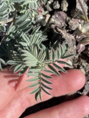Astragalus cottonii