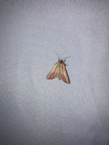 Pink Streak Moth photo 3
