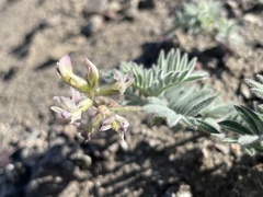 Astragalus cottonii