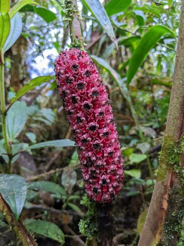 Sphaeradenia purpurea (Sphaeradenia purpurea)