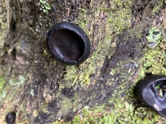 Plectania rhytidia