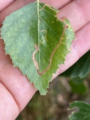 Argyresthia goedartella