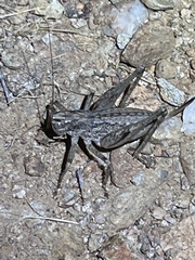 Ateloplus