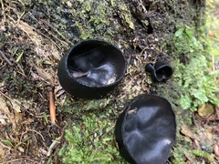 Plectania rhytidia