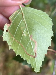Argyresthia goedartella