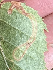 Argyresthia goedartella