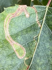 Argyresthia goedartella