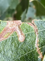 Argyresthia goedartella