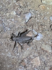 Ateloplus
