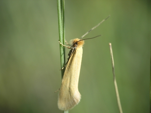 Ceratuncus danubiella