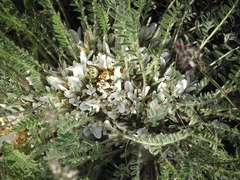 Astragalus dolichophyllus