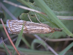 Thisanotia chrysonuchella
