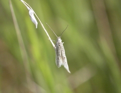 Lepidoptera