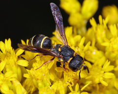Leptochilus republicanus