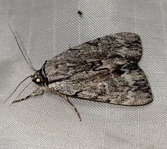 Catocala gracilis