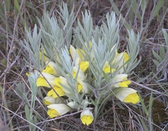 Cymbaria borysthenica