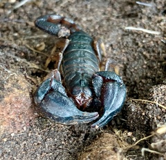 Urodacus manicatus
