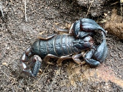 Urodacus manicatus