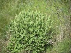 Clematis integrifolia
