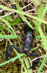 Urodacus manicatus