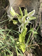 Habenaria limprichtii