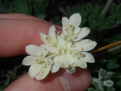 Xanthosia tomentosa