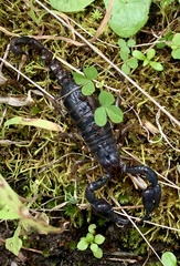 Urodacus manicatus