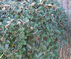 Brachyglottis rotundifolia