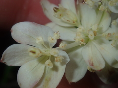 Xanthosia tomentosa