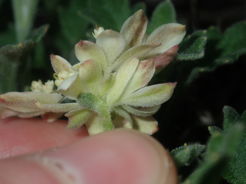 Image of Xanthosia tomentosa by (c) Thomas Mesaglio, some rights reserved (CC BY)