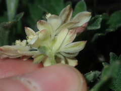 Xanthosia tomentosa