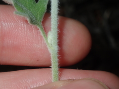 Xanthosia tomentosa