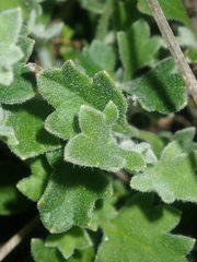 Xanthosia tomentosa