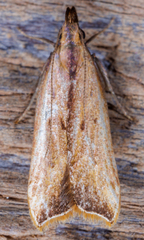 Dichomeris heriguronis