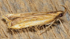 Dichomeris heriguronis