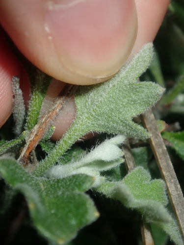 Image of Xanthosia tomentosa by (c) Thomas Mesaglio, some rights reserved (CC BY)