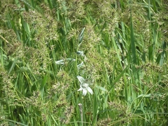 Ornithogalum boucheanum