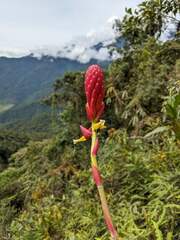 Pitcairnia kniphofioides