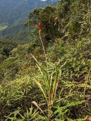 Pitcairnia kniphofioides