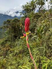 Pitcairnia kniphofioides